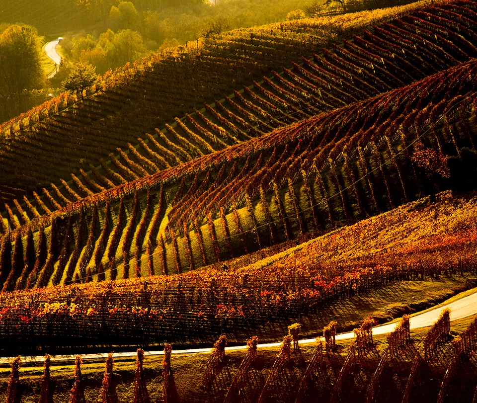 View of our vineyard