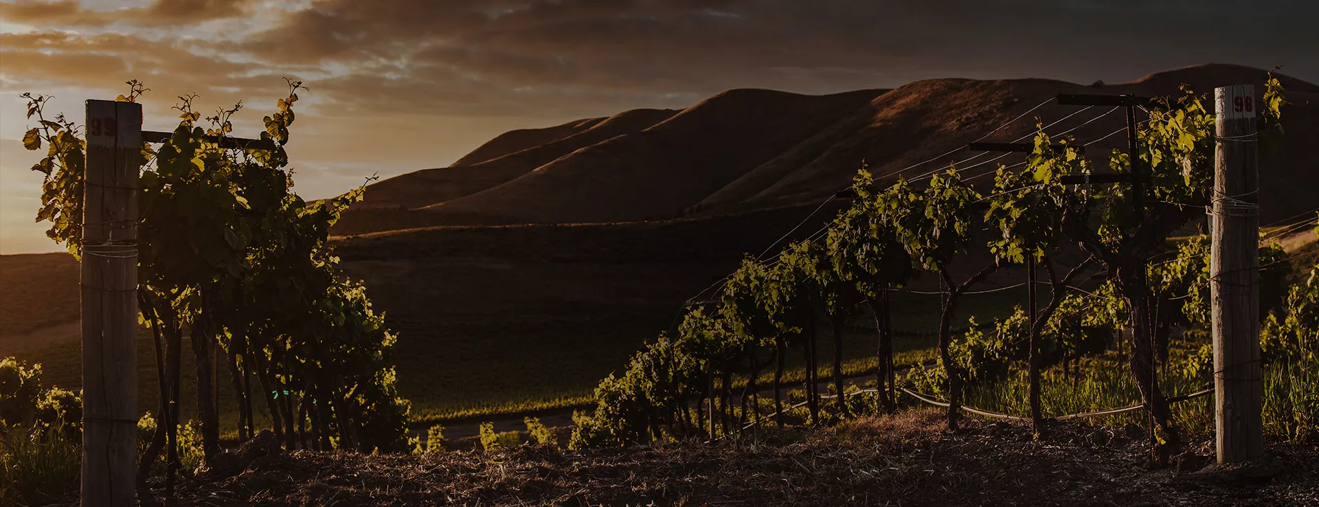 Vineyard at sunset
