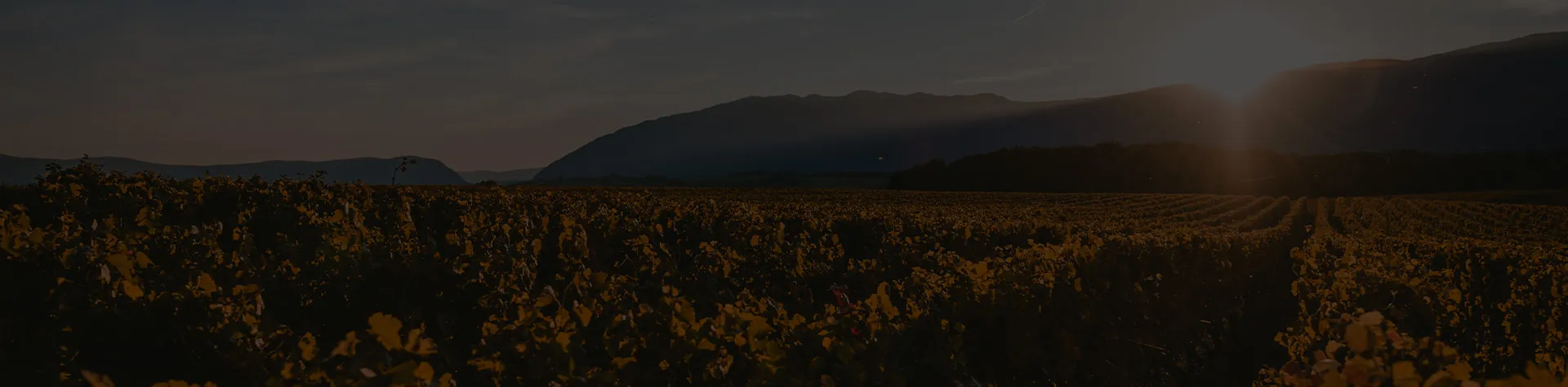 Dark vineyard landscape